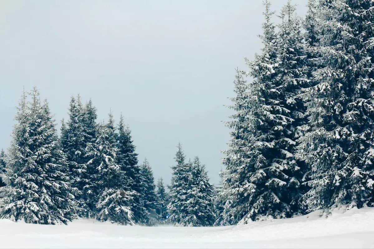 Weihnachtsbaum Aktion